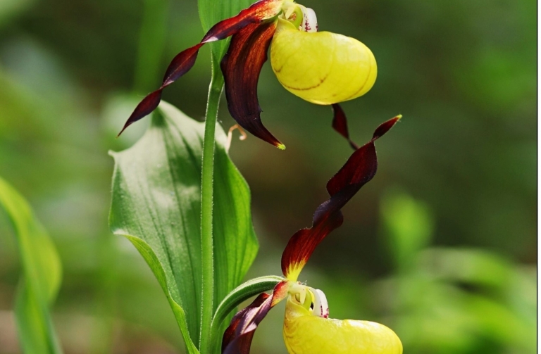 střevíčník pantoflíček  Cypripedium calceolus  F. Lamla
